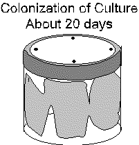 Picture of Culture Jar 20 days after inoculation